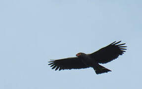 Slate-colored Hawk