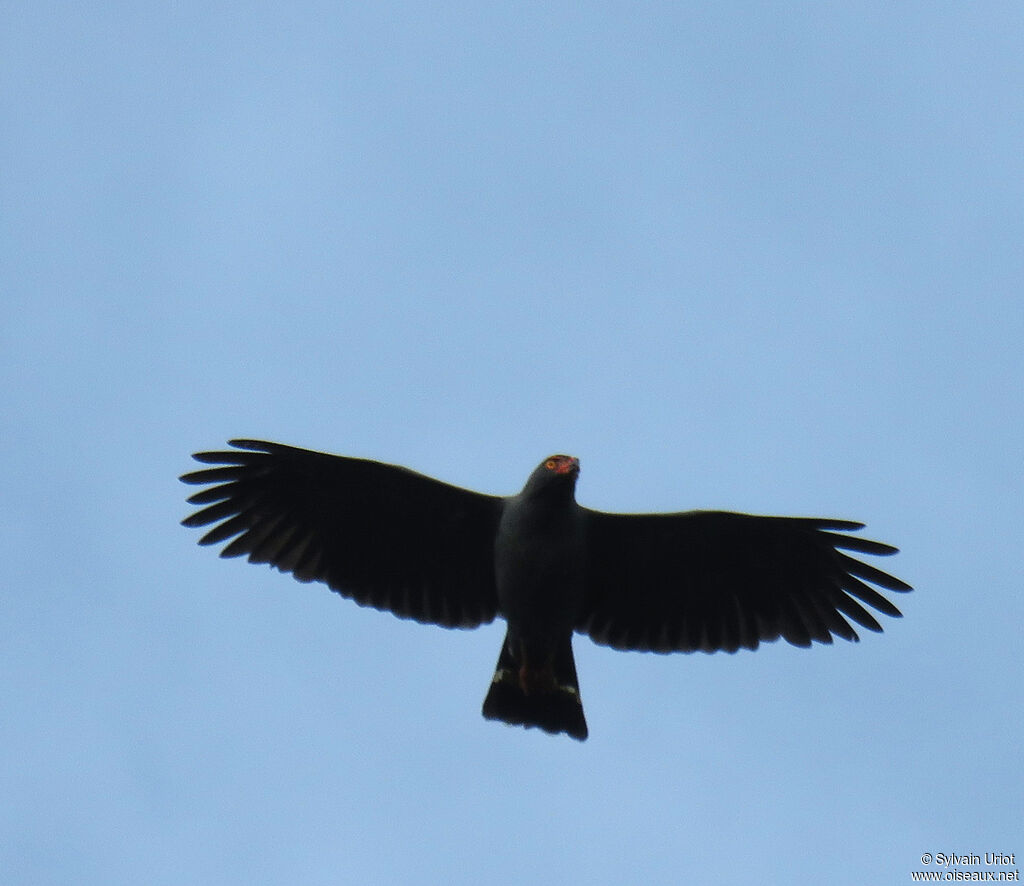 Slate-colored Hawkadult