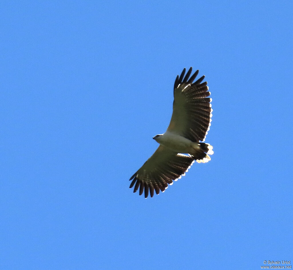 White Hawkadult