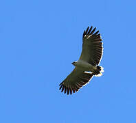 White Hawk