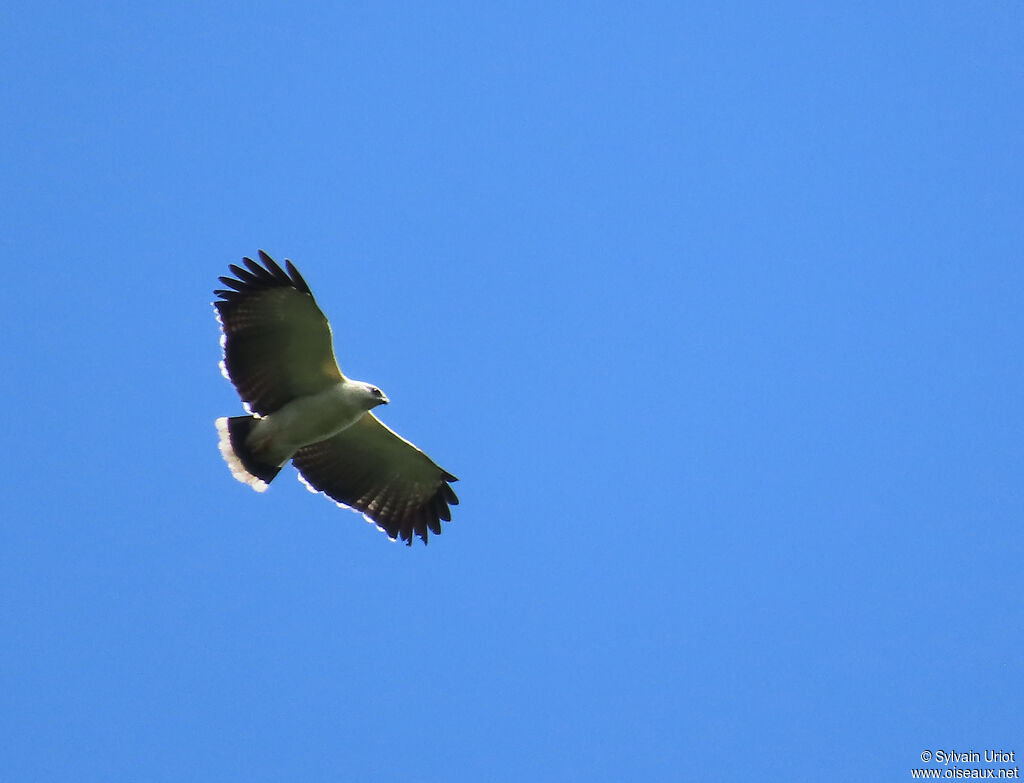 White Hawkadult