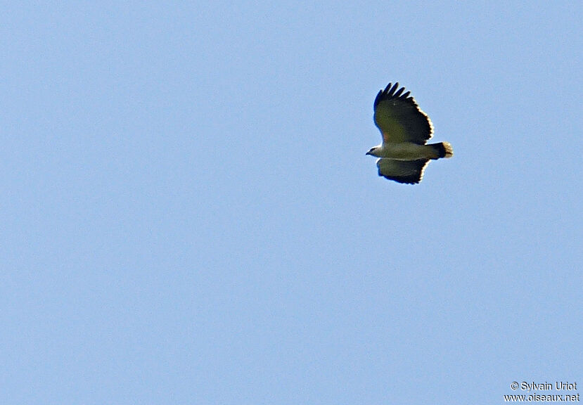 White Hawkadult