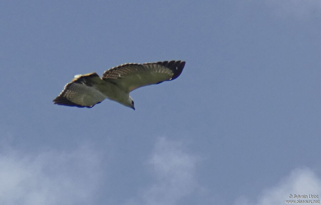 White Hawkadult