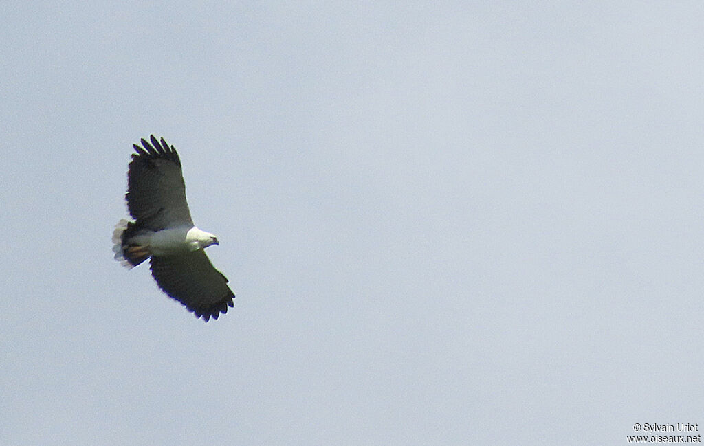 White Hawkadult