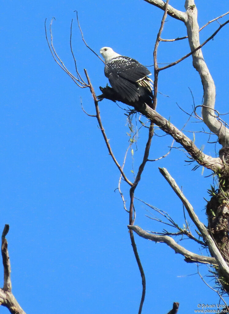 White Hawkadult