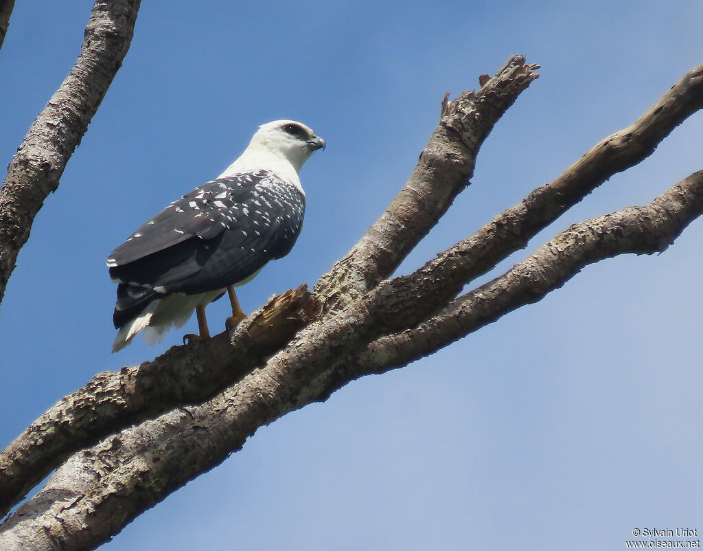 White Hawkadult