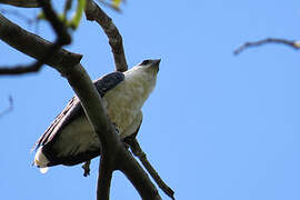 White Hawk