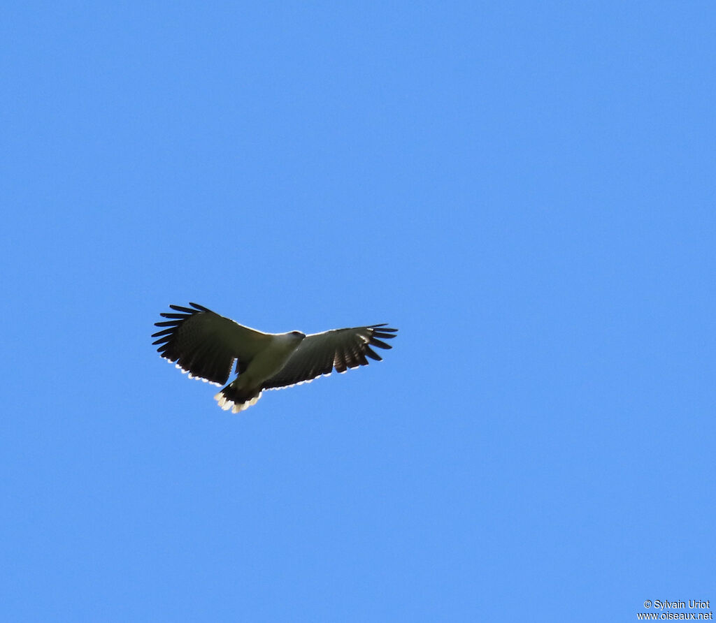White Hawkadult