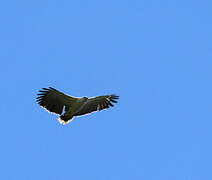 White Hawk