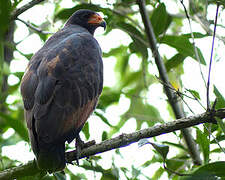 Rufous Crab Hawk