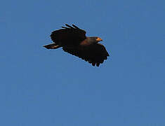 Rufous Crab Hawk