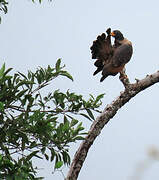 Rufous Crab Hawk