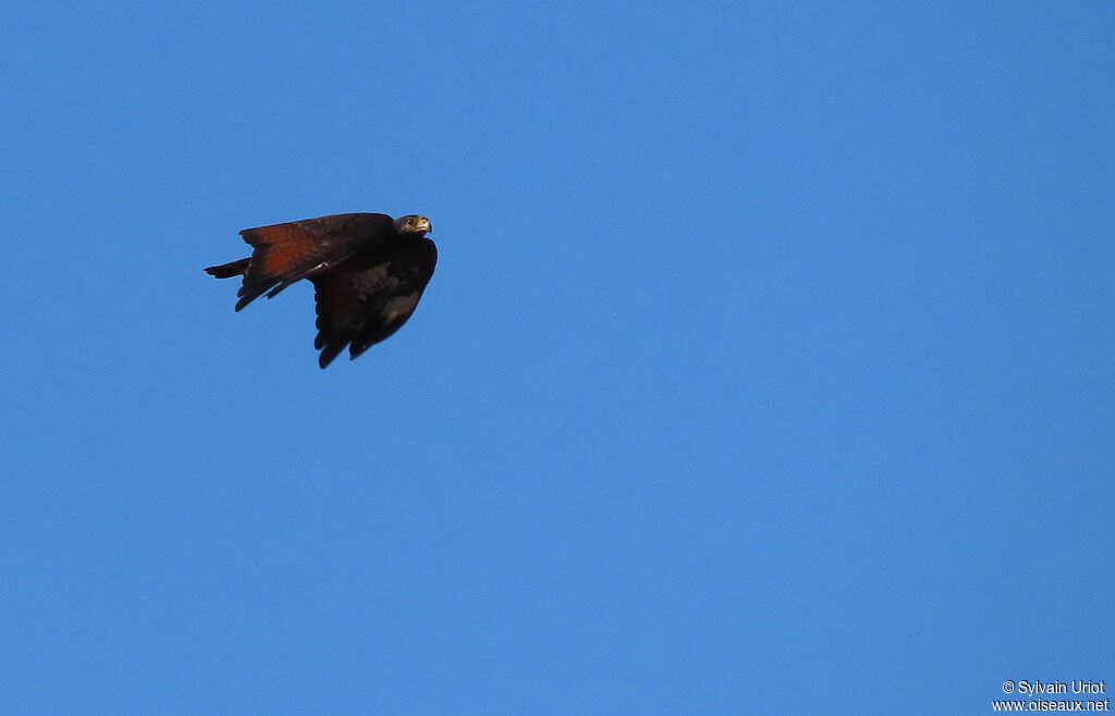 Rufous Crab Hawkadult