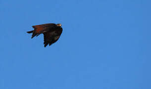 Rufous Crab Hawk