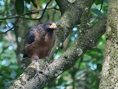 Rufous Crab Hawk