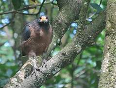 Rufous Crab Hawk