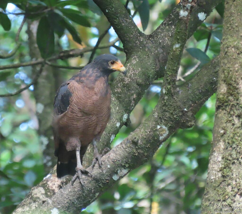 Rufous Crab Hawkadult