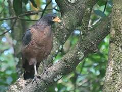 Rufous Crab Hawk