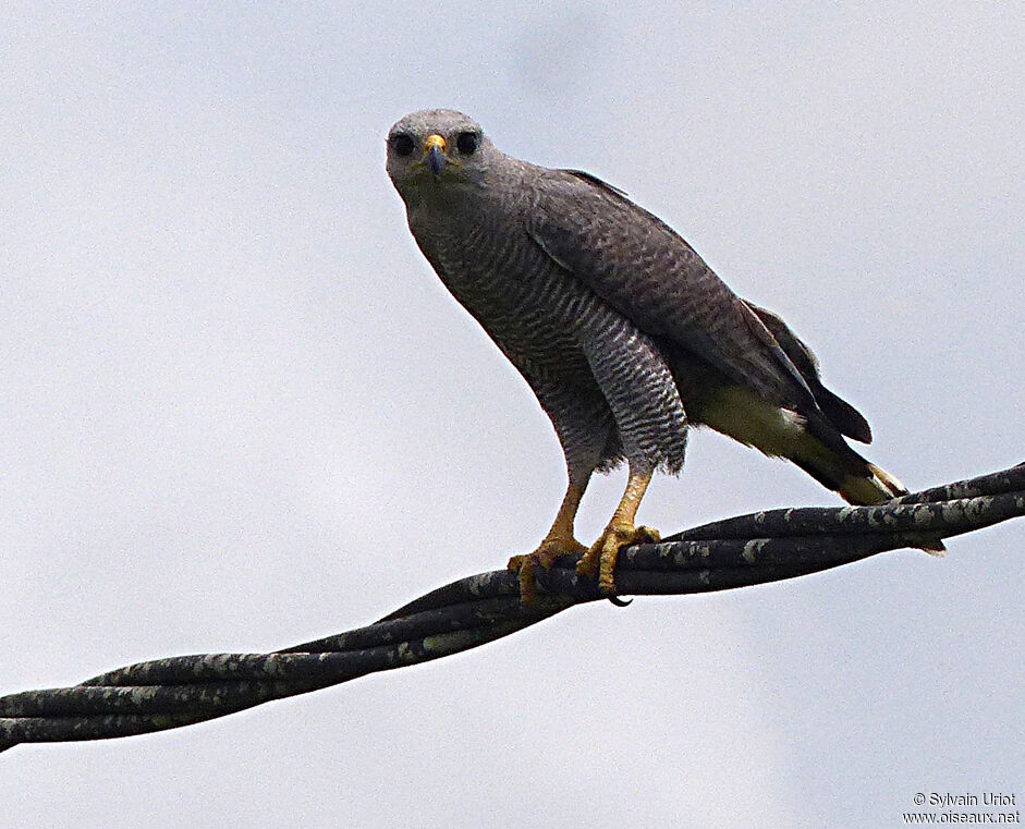 Grey-lined Hawkadult