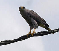 Grey-lined Hawk