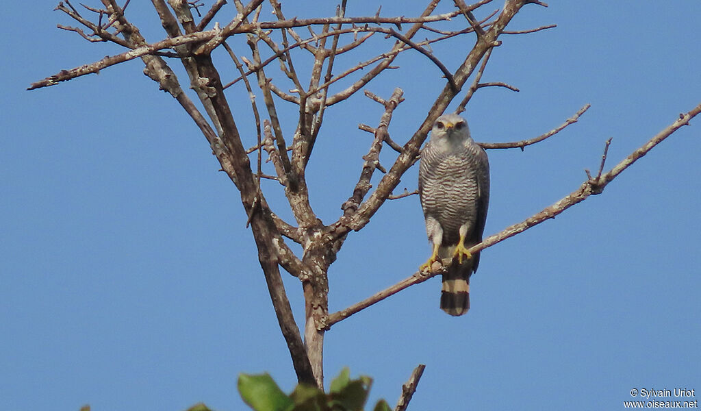 Grey-lined Hawkadult