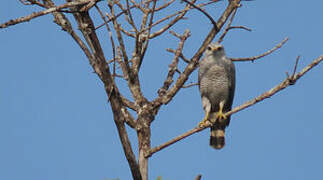 Grey-lined Hawk