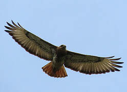 Red-necked Buzzard