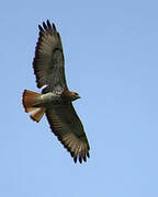 Red-necked Buzzard
