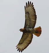 Red-necked Buzzard