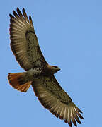 Red-necked Buzzard