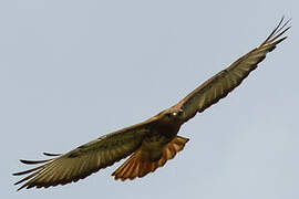 Red-necked Buzzard