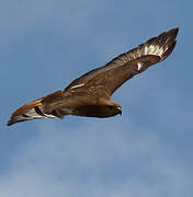 Red-necked Buzzard