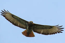 Red-necked Buzzard