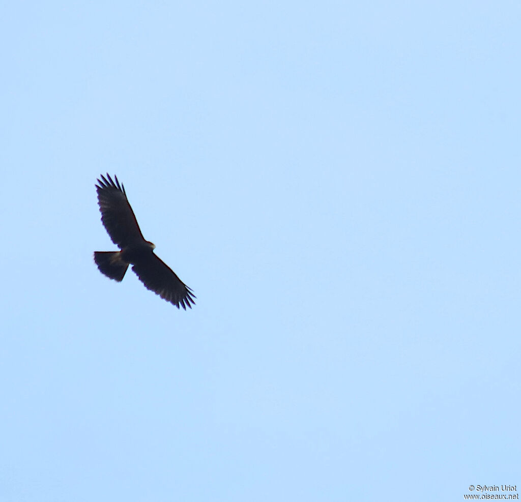 Harris's Hawkadult