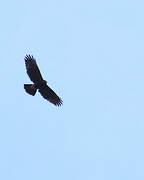 Harris's Hawk