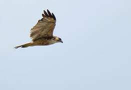 Harris's Hawk