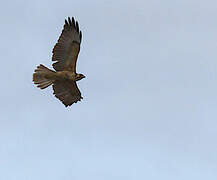 Harris's Hawk