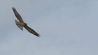 Harris's Hawk