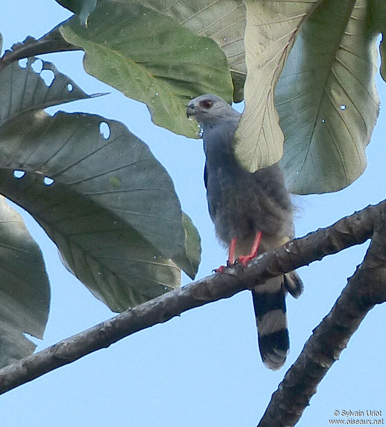 Crane Hawkadult