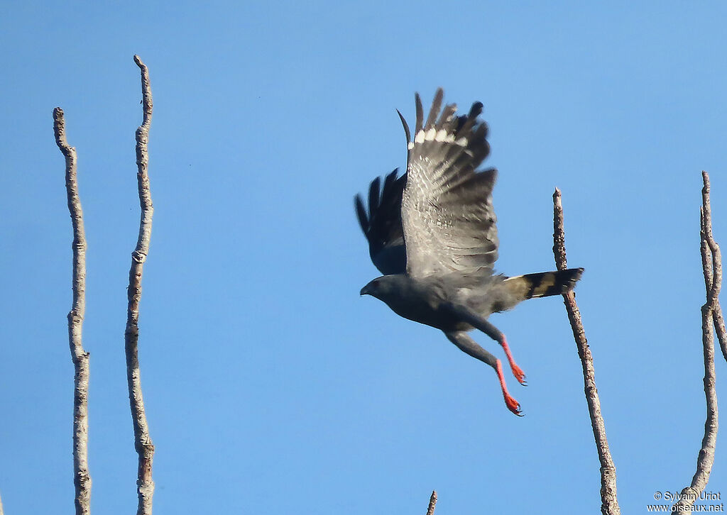 Crane Hawkadult