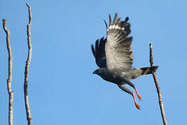 Crane Hawk