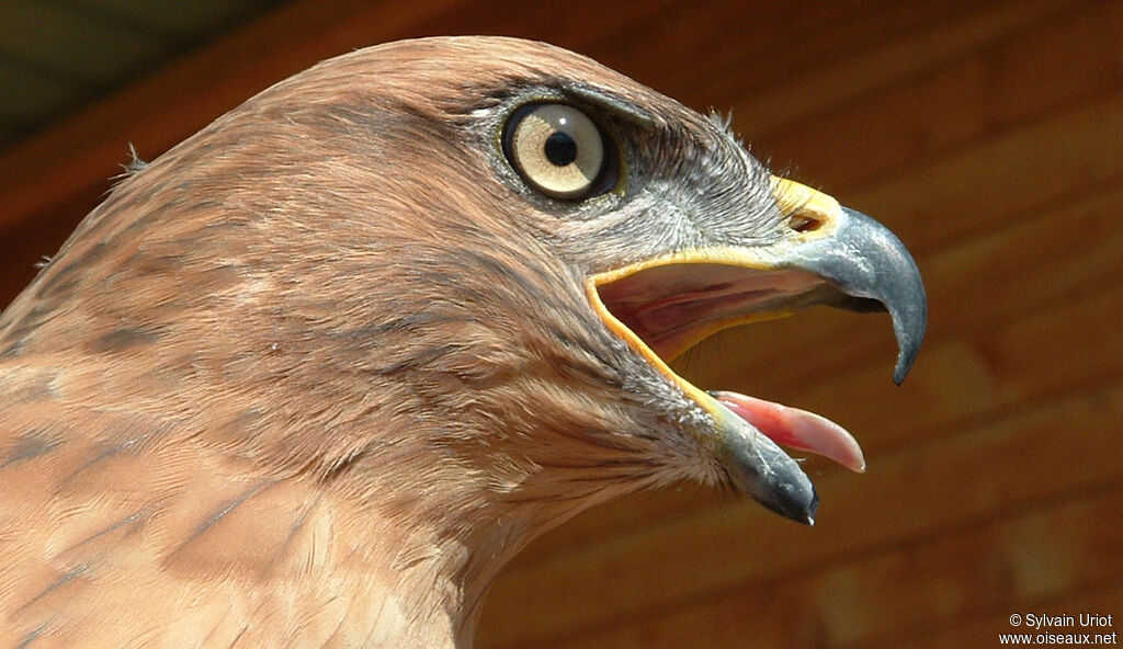 Long-legged Buzzardadult, close-up portrait