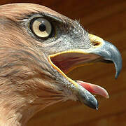 Long-legged Buzzard