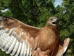 Long-legged Buzzard