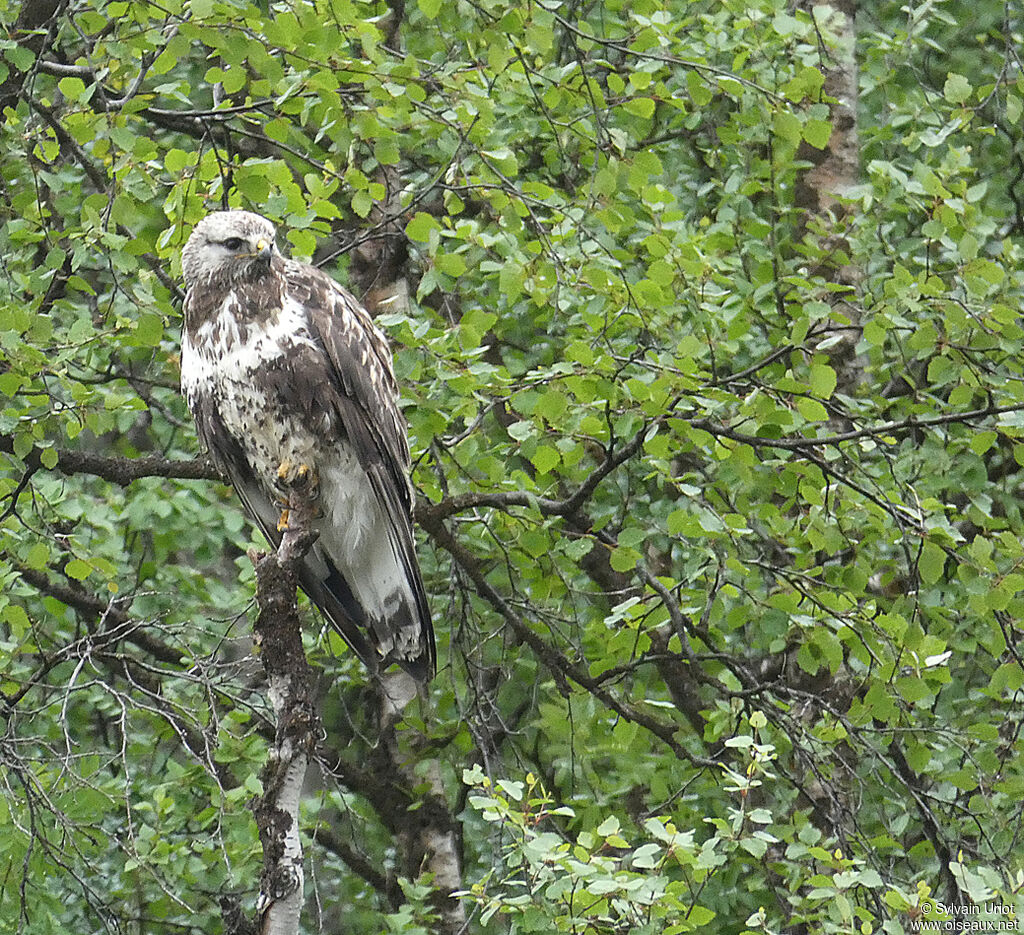 Rough-legged Buzzard male adult