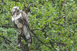 Rough-legged Buzzard