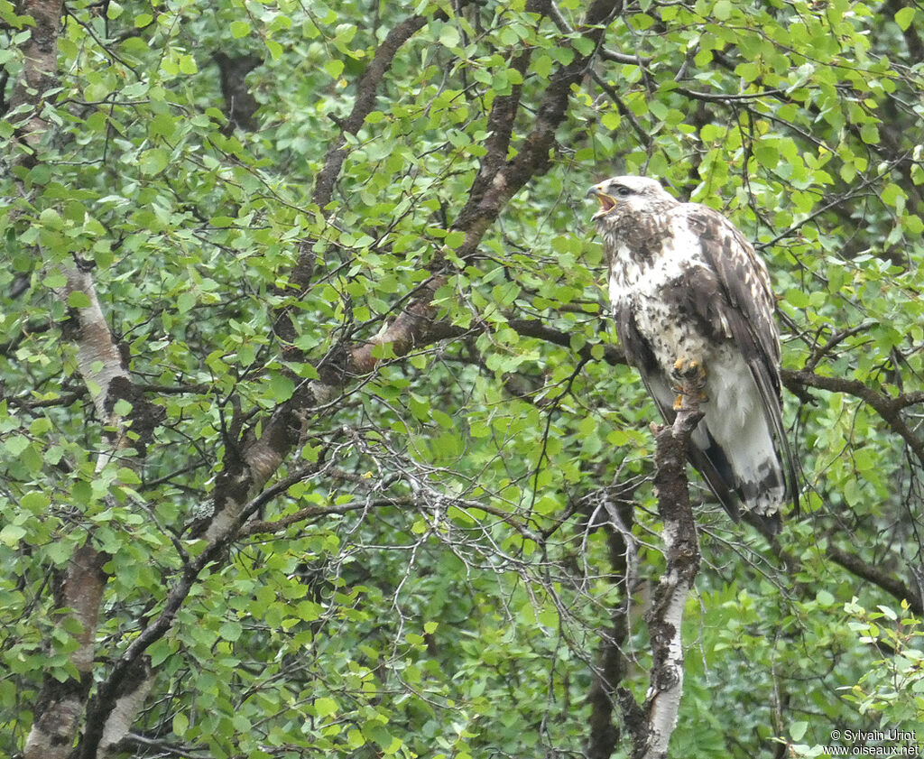 Rough-legged Buzzard male adult