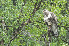 Rough-legged Buzzard