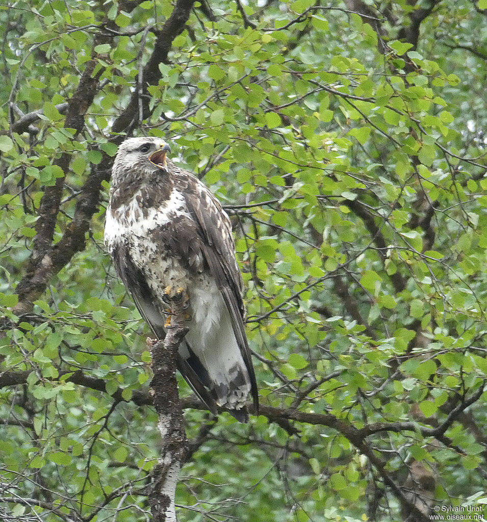 Rough-legged Buzzard male adult