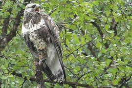 Rough-legged Buzzard